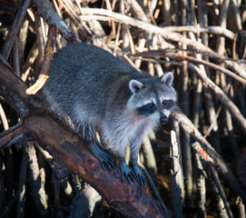Racoons  © Alvin