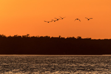 Flying Pelicans at Sunset