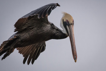 Flying Pelicans at Sunset