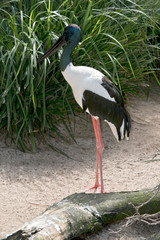 Fototapeta premium black necked stork