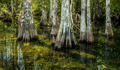 Fototapeta na wymiar Trees in the swamp