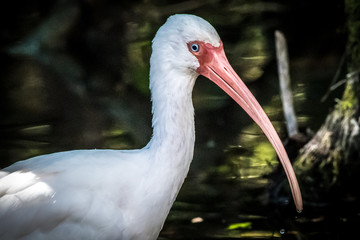 Ibis portrait
