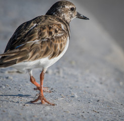 bird on the beach and surf