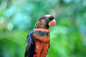 dusky lory
