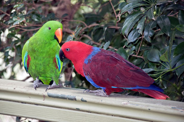 the two eclectus parrots are courting