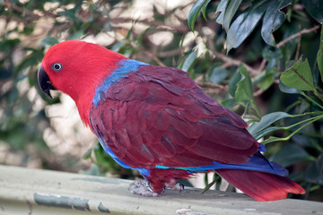 female eclectus parrot