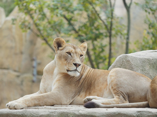 Female lion, Lioness on the ground.
