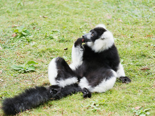 Black and White Ruffed Lemur sit on meadows and lick its paw.