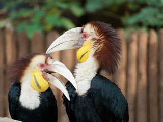 Two plain pouched hornbill on branch cleaning feathers each other.