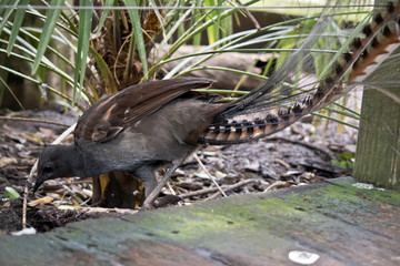 lyre bird