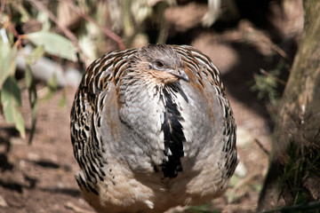 mallee fowl