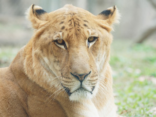 Fototapeta na wymiar Close up portrait of a liger, lion and tiger hybrid, called liger, looks sadly.