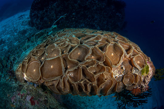 Colony of Elephant ear anemone/giant cup mushroom (Amplexidiscus fenestrafer) on the coral reef of Similan Islands, Thailand