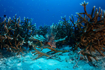 Fototapeta na wymiar Lionfish hiding in Robust staghorn coral reef in Andaman sea 