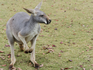 Portrait of sitting kangaroo in nature.