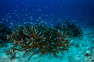 Fototapeta na wymiar Robust staghorn coral reef covered with shoal of Glassfish in Andaman sea 
