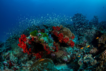 Naklejka na ściany i meble Tropical coral reef in Andaman sea with school of glassfish