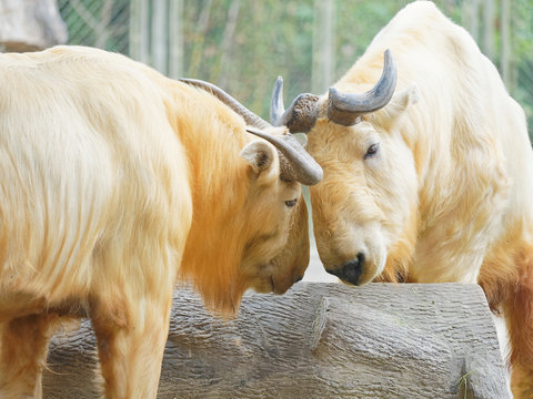 Golden takin, Budorcas taxicolor bedfordi, goat-antelope from Asia. Big animal in the nature habitat. Wildlife scene from nature. Wild bull from China, two golden takins fight with heads.