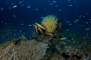 Phantom Bannerfish, Heniochus pleurotaenia with yellow Feather star in tropical coral reef
