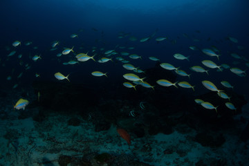 School of Yellowback Fusilier, Caesio xanthonota