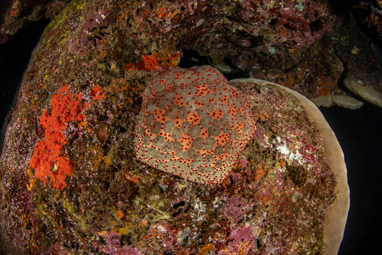 Cushion sea star, Culcita novaeguineae closeup in Andaman sea 