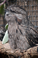 tawny frogmouth