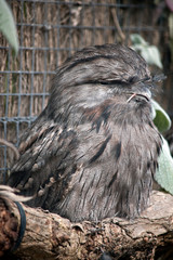 tawny frogmouth