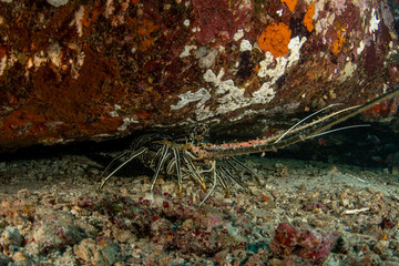 Painted Lobster, Panulirus Versicolor