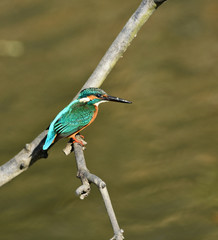 止まり木のカワセミ