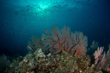 Plakat Red knotted sea fans with schools of fish in tropical coral reef of Andaman sea 