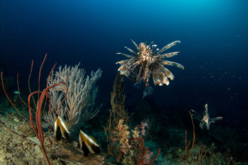 Lionfish, Pterois volitans