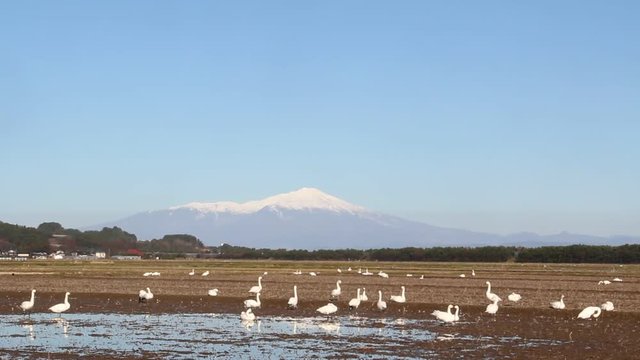 冠雪の鳥海山と餌をついばむ白鳥