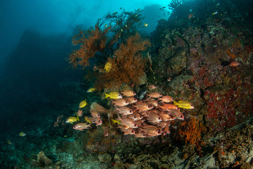 Naklejka na ściany i meble School of Red squirrelfish, Sargocentron rubrum in tropical coral reef 