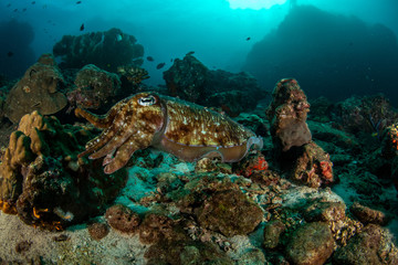 Fototapeta na wymiar Pharaoh Cuttlefish, Sepia pharaonis