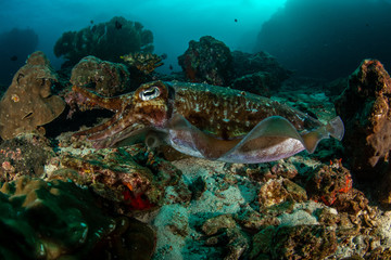 Fototapeta na wymiar Pharaoh Cuttlefish, Sepia pharaonis