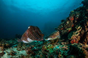 Pharaoh Cuttlefish,  Sepia pharaonis