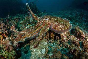 Mating Pharaoh cuttlefish, Sepia pharaonis