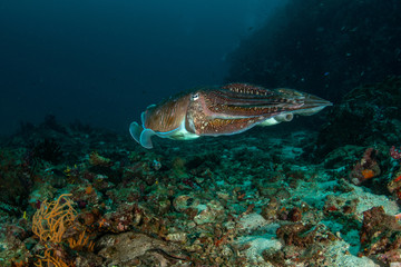 Fototapeta premium Pharaoh Cuttlefish, Sepia pharaonis