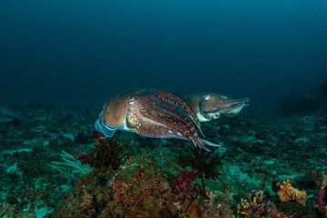 Pharaoh Cuttlefish,  Sepia pharaonis