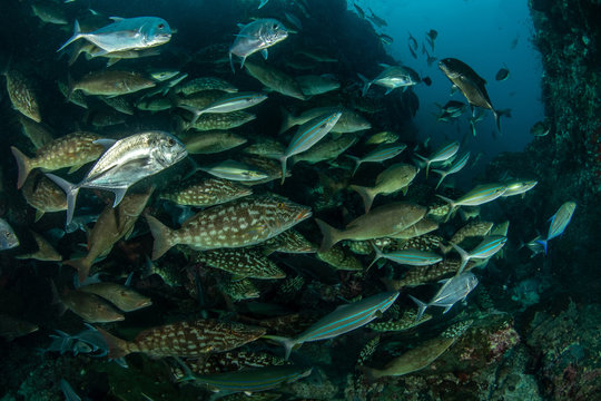School of Longnose emperor, Rainbow runner and Trevally feeding on tropical reef