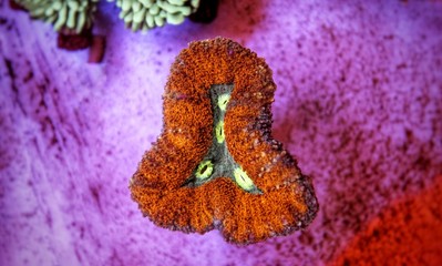 Brain Coral, Lobophyllia  (Lobophyllia hemprichii) © Kolevski.V