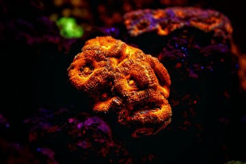 Lordhowensis Coral LPS Acan - Acanthastrea lordhowensis  © Kolevski.V