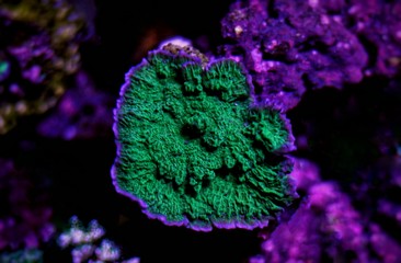 Montipora Capricornis with true colors © Kolevski.V