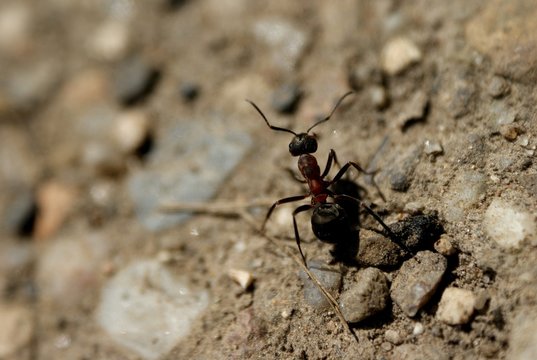 Ant Mrówka