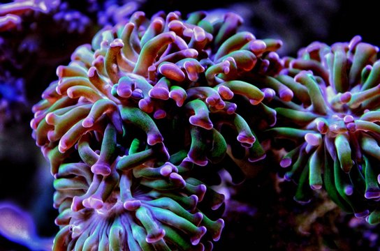 Euphyllia hammer lps coral in reef aquarium (Euphyllia ancora)