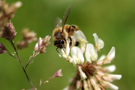 Bee pszczoła