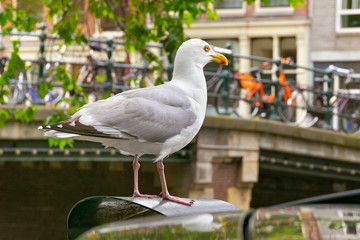 Large European herring gull (Larus argentatus) on a trash bin near the one of the old bridges in the historic part of Amsterdam, the Netherlands.