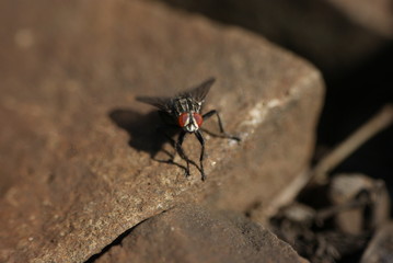 Housefly on railroad tracks - Railroad Fly