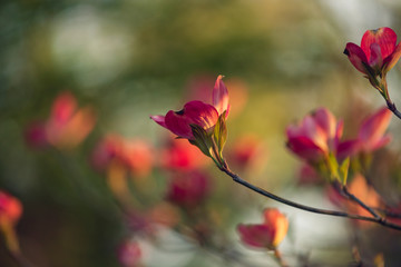 Pink dogwood flowers in the spring