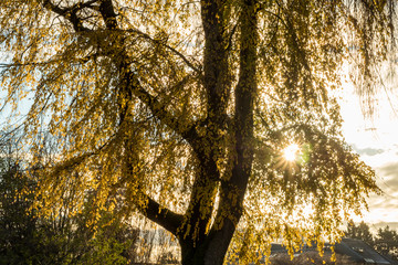 sun shining behind yellow leaves of the willow tree on autumn morning in the park 